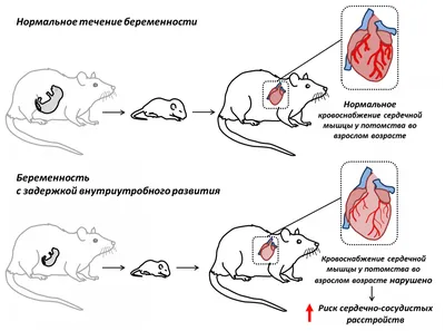 Смотреть внутрь: Изображения Человеческого Эмбриона