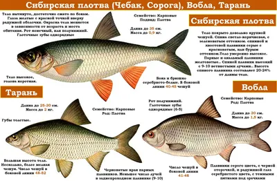 Фотка воблы: выразительное изображение рыбы в естественной среде обитания