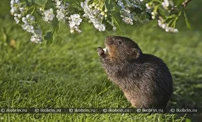 Фотография водяной крысы: идеальная для фотоальбома