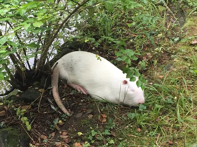 Фото водяной крысы: уникальное хранение ваших воспоминаний