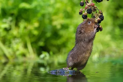 Фотка водяной крысы: красочная композиция с фантастическими цветами