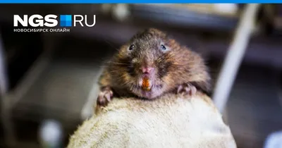 Водяная крыса на фото в формате JPG: выберите идеальное разрешение