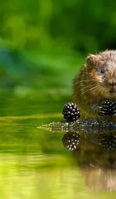 Фотка водяной крысы: вызывающая визуальное впечатление картинка