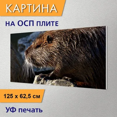 Фотография водяной крысы: добавьте ее в свою фото-коллекцию