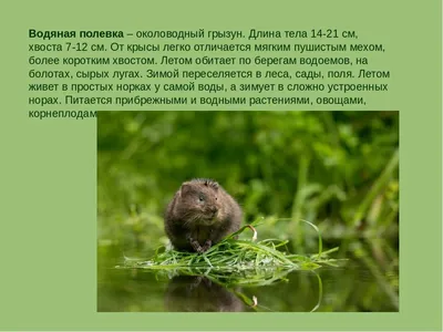Изображение водяной крысы в формате WebP: оптимизация веб-страницы
