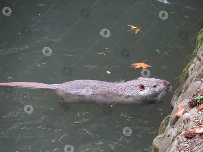 Водяная крыса с уникальным взглядом: небольшое изображение в формате JPG