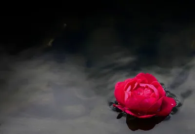 Изображение водяной розы - выберите размер и формат