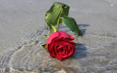 Фото водяной розы в различных форматах