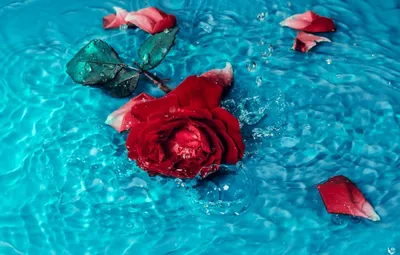 Фото водяной розы с возможностью скачать в разных форматах
