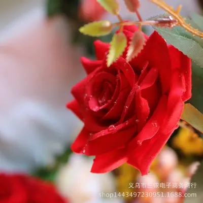 Фотография водяной розы - выберите подходящий формат