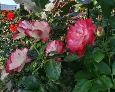 Фотография водяной розы - выберите размер и формат