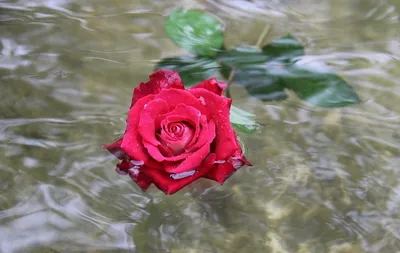 Картинка водяной розы - качественное изображение