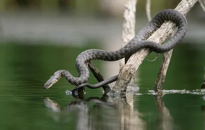 Уникальные картинки водной змеи: выберите формат для скачивания