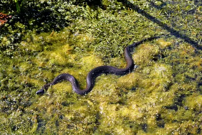 Фотография водяной змеи: выберите нужный размер изображения