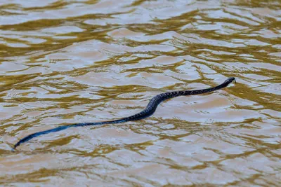 Энергия и грация водной змеи: фото в формате webp