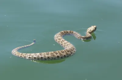 Подробные изображения водяной змеи: выберите желаемый размер