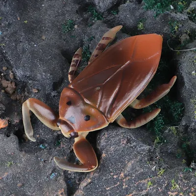 Уникальные моменты с водяными жуками на фото