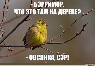 Впечатляющая фотография Водка овсянка