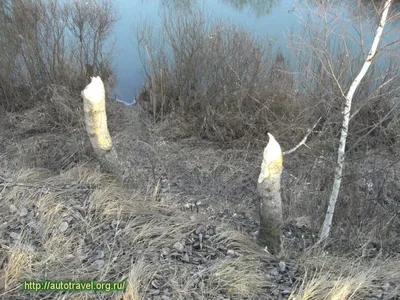 Фоторамка с потрясающим Водопадом Гремячий