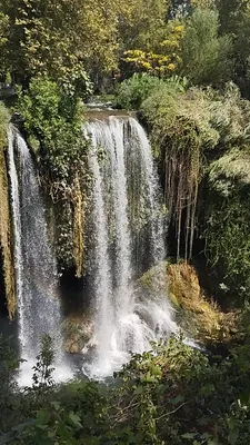 Фотография куршунлу для фотоальбома