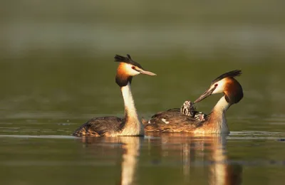 Виртуозные прыжки и купания: фотографии водоплавающих птиц Беларуси