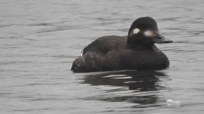 Беларуские водоплавающие птицы на фотографиях: волшебство природы