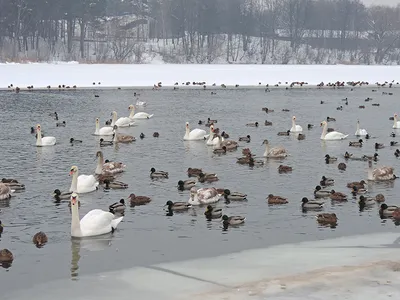 Очаровательное мирное царство водоплавающих птиц: фото из Беларуси