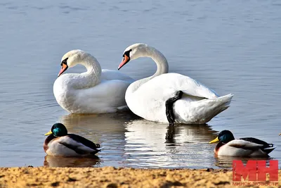 Фотографии белорусских водоплавающих птиц: сохраните их в разных форматах