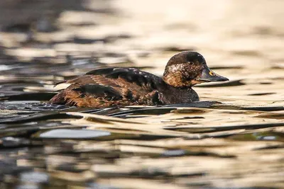 Фото водоплавающих птиц Беларуси: впечатляющая коллекция изображений