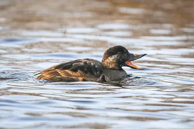 Фотографии белорусских водоплавающих птиц: уловите момент природы