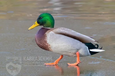 Лучшие фотографии водоплавающих птиц России