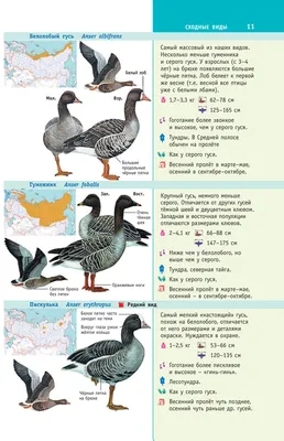 Водоплавающие птицы России в формате jpg, png, webp 