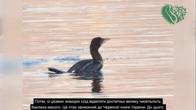 Фотографии водоплавающих птиц Украины в формате png