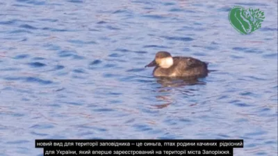 Разнообразные фото водоплавающих птиц Украины в формате png