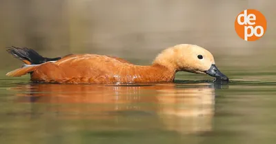 Величественные и манящие изображения водоплавающих птиц Украины