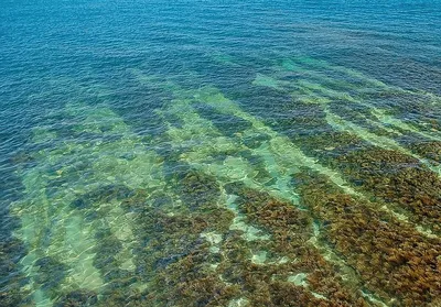 Фото: Водоросли черного моря в HD качестве, скачать бесплатно