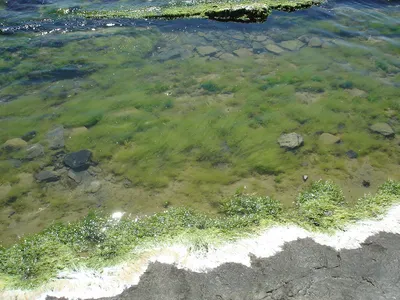 Водоросли черного моря в исключительном качестве: скачать бесплатно