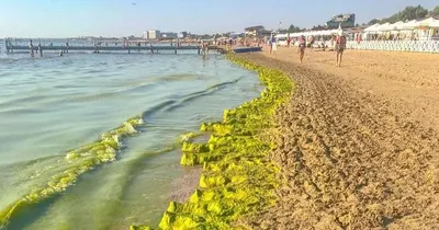 Великолепные водоросли черного моря в фокусе