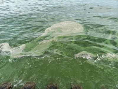 Удивительная красота морских водорослей черного моря