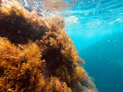 Фотография водорослей черного моря во всей своей практичности