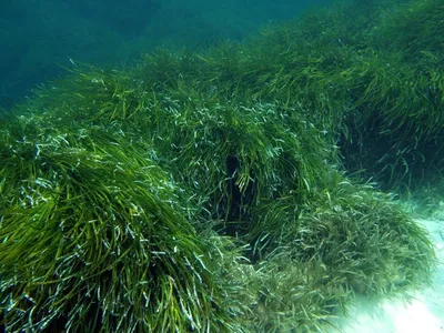 Искусство природы: снимки фотографа водорослей черного моря