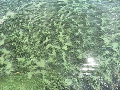 Волшебство подводного ландшафта: фотографии водорослей черного моря