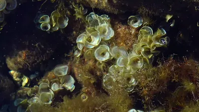 Водоросли черного моря: фото история, рассказанная природой