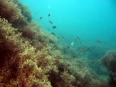 Зазеркалье подводного мира: фотосессия с водорослями черного моря