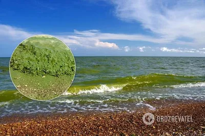 Фотохроники водорослей черного моря: удивительное в бескрайнем