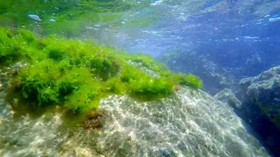 Фотографии, которые приводят к осознанию: красота водорослей черного моря