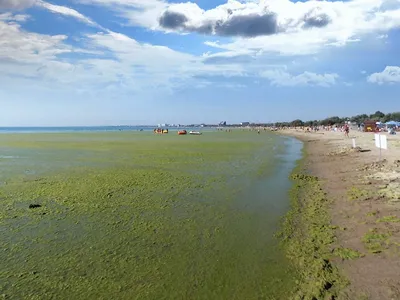 Фон с водорослями для рабочего стола