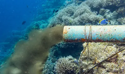 HD фотки водорослей Черного моря скачать бесплатно