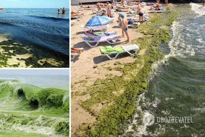 Картинки водорослей Черного моря в хорошем качестве