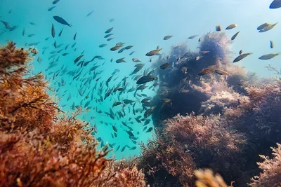 Удивительные фотографии артовых водорослей Черного моря